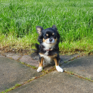 Lucy